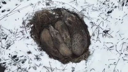 Kars’ta yumak halinde uyuyan domuz ailesi görüntülendi