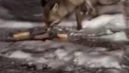 Aç kalan tilkiyi elleriyle besledi