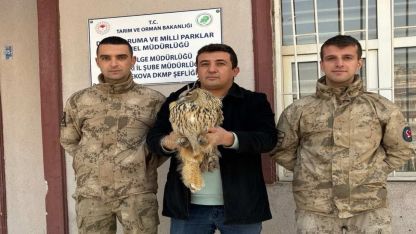 Yüksekova’da boynuzlu baykuş tedavi altına alındı