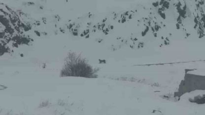 Iğdır’da aç kalan 3 vaşak köye indi