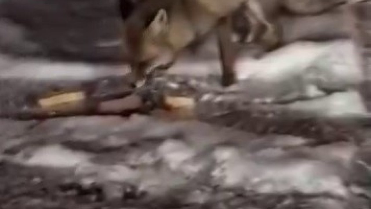 Aç kalan tilkiyi elleriyle besledi