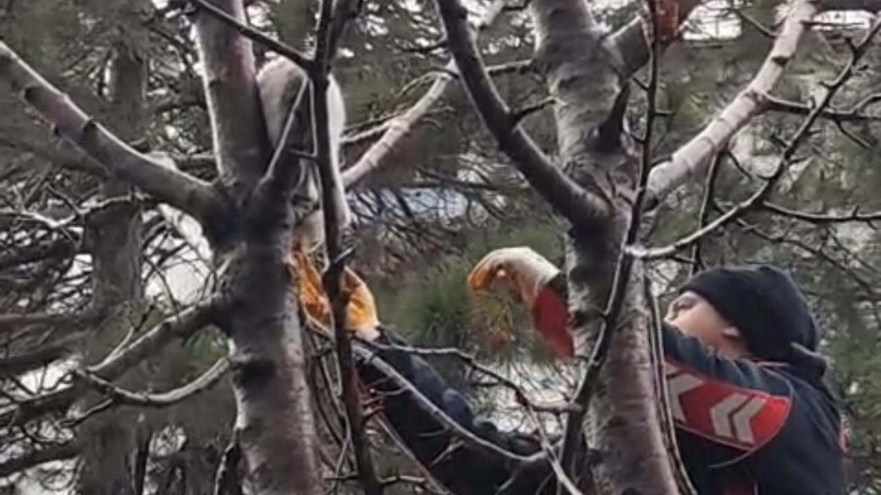 Ağaçta mahsur kalan kedi kurtarıldı