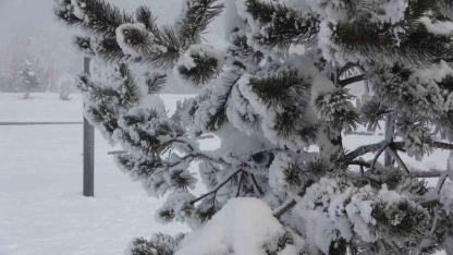 Ardahan’da dondurucu soğuklar etkisini artırdı: Ağaçlar kırağı tuttu