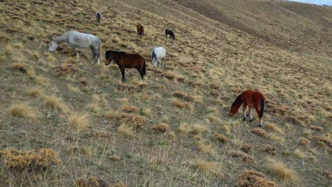 Başıboş bırakılan at ve eşekler hem trafiği hem yaban hayatını tehdit ediyor