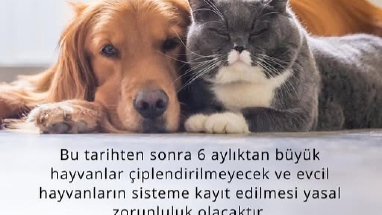 Çipsiz kedi ve köpekler için süre doluyor