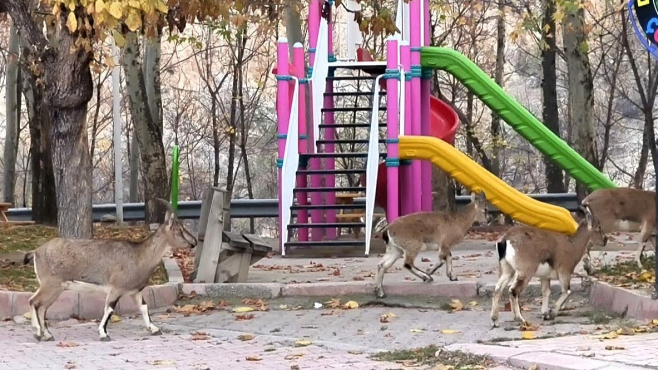 Çocuklar okula gidince, çocuk parkı yaban keçilerine kaldı