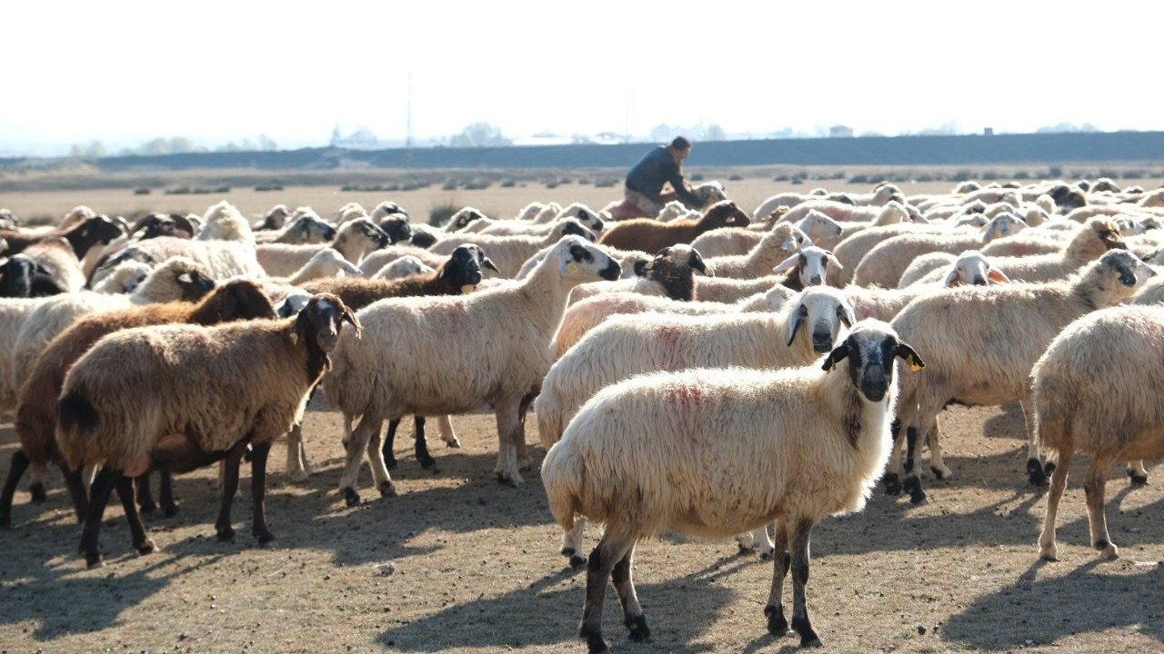 Erzincan’da sürüler merada