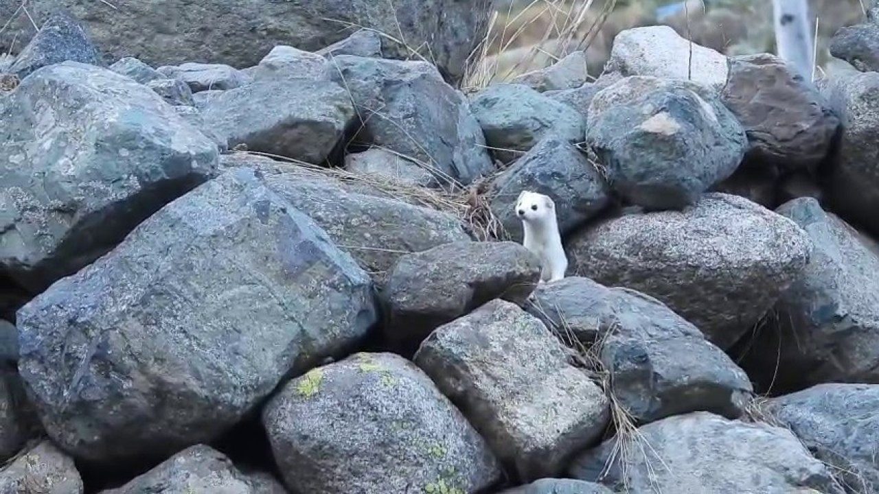 Gelincik rengiyle mevsime ayak uydurdu