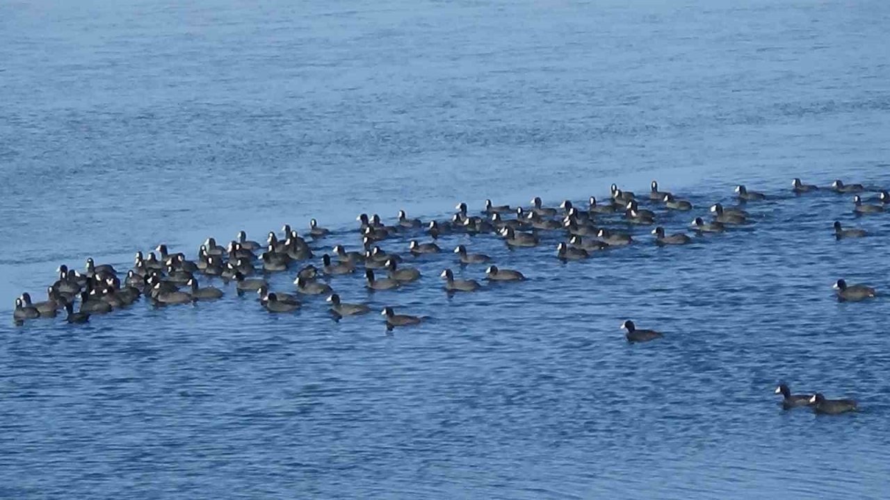 Kars’ın "Yerli Penguenleri" görev başında