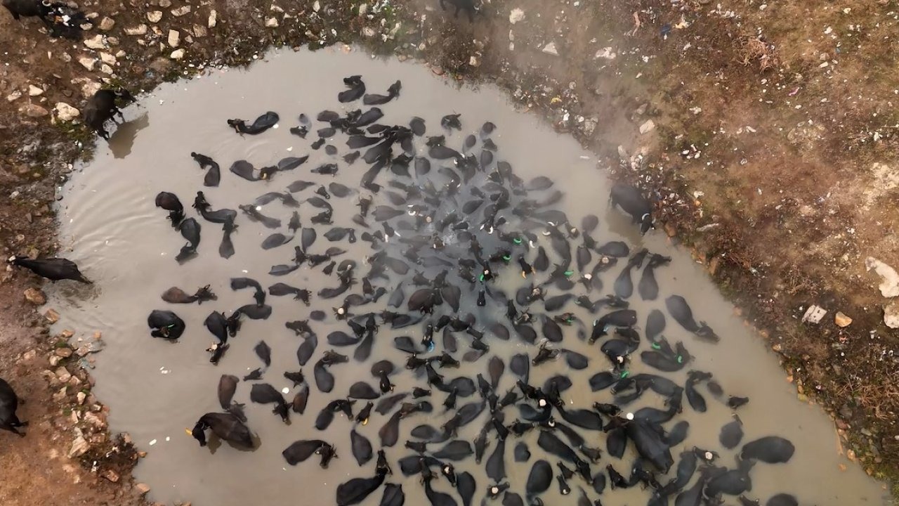 Mandaların kaplıca keyfi havadan görüntülendi