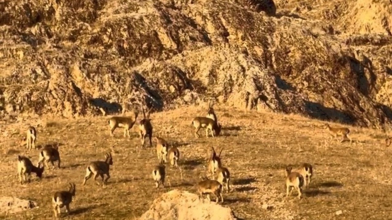 Palu’daki tarihi kalede dağ keçileri görüldü