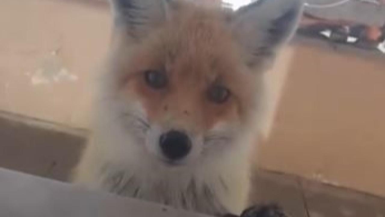 Tilki, bakımevini ziyaret etti