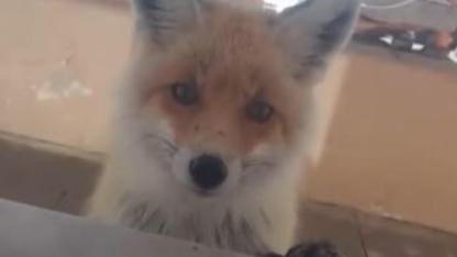 Tilki, bakımevini ziyaret etti