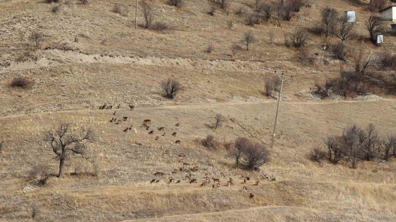 Yaban keçileri tek tek sayılıyor