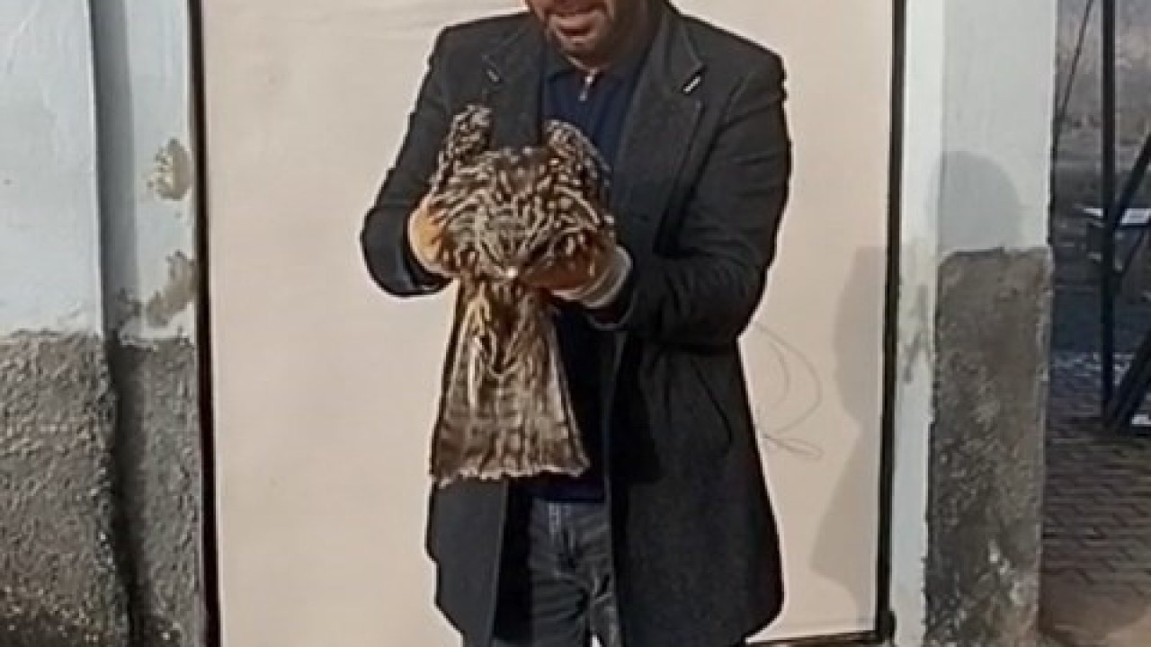 Yaralı kartal koruma altına alındı
