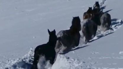 Karda mahsur kalan at ve katırlar güvenlik korucuları tarafından kurtarıldı