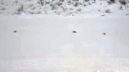 Çukurca’da kurt sürüsü görüntülendi