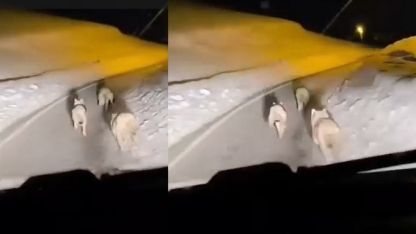 Geçitli köyüne inen kurt sürüsü görüntülendi