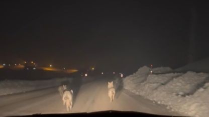 Yüksekova’da aç kalan kurt sürüsü köy yoluna indi