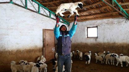 Yeni yıl bereketiyle geldi: Soğuk hava ile birlikte kuzu doğumları arttı