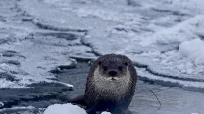 Muş’ta buz tutan Karasu Nehri’nde su samuru görüntülendi
