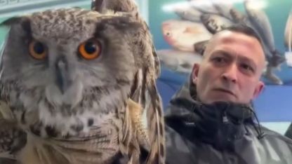 Erzincan’da soğuktan bitkin düşen baykuş vatandaşların duyarlılığıyla kurtarıldı