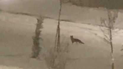 Aç kalan tilki şehir merkezine indi