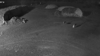 Kars’ta kurtlar köpeği götürdü