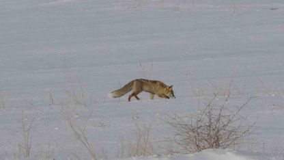 Van’da tilkilerin kar altındaki fare avı görüntülendi