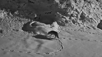 Aç kalan kurt mezraya indi