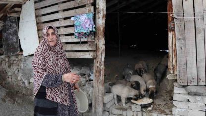 Sokak köpeği 10 yavru doğurdu, sahip çıkan kadın çaresiz kaldı
