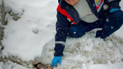 Yaralı halde bulunan kurt tedavi altına alındı