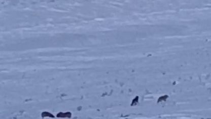 Karayazı’da gündüz vakti kurt saldırısı: Yavru köpek telef oldu