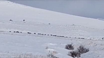 Tatvan kırsalında domuz sürüsü görüntülendi