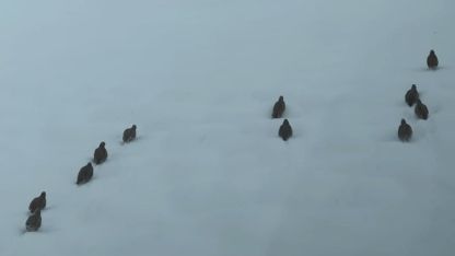 Erzincan’da keklik ve tavşan avı yasaklandı