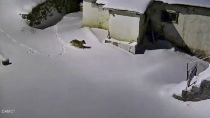 Elazığ’da evin çevresinde yiyecek arayan kurt kamerada