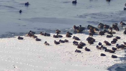 Sibirya soğukları yaban hayatını vurdu