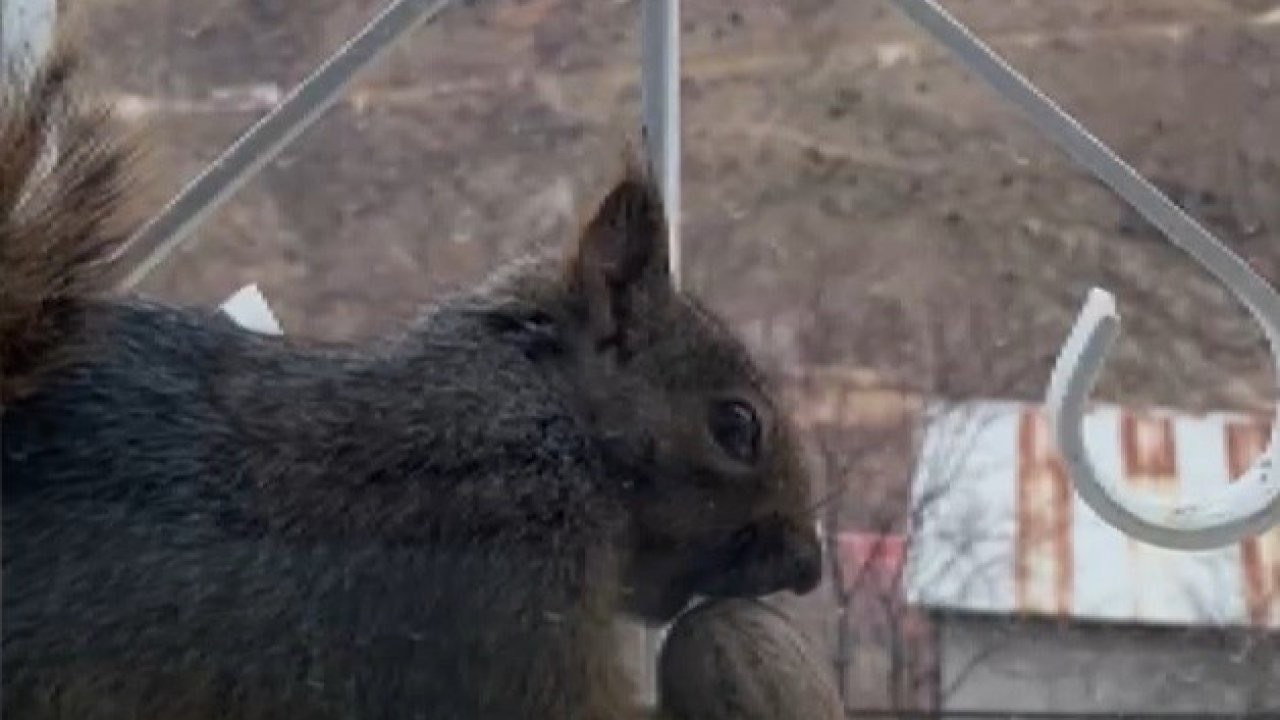 Aç kalan sincaplar pencerelere misafir oluyor