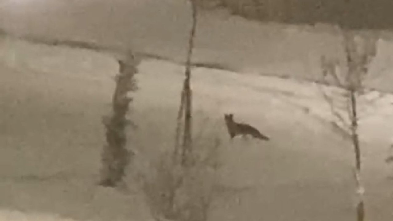 Aç kalan tilki şehir merkezine indi