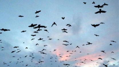 Ardahan’da kargaların dansı görsel şölene dönüştü