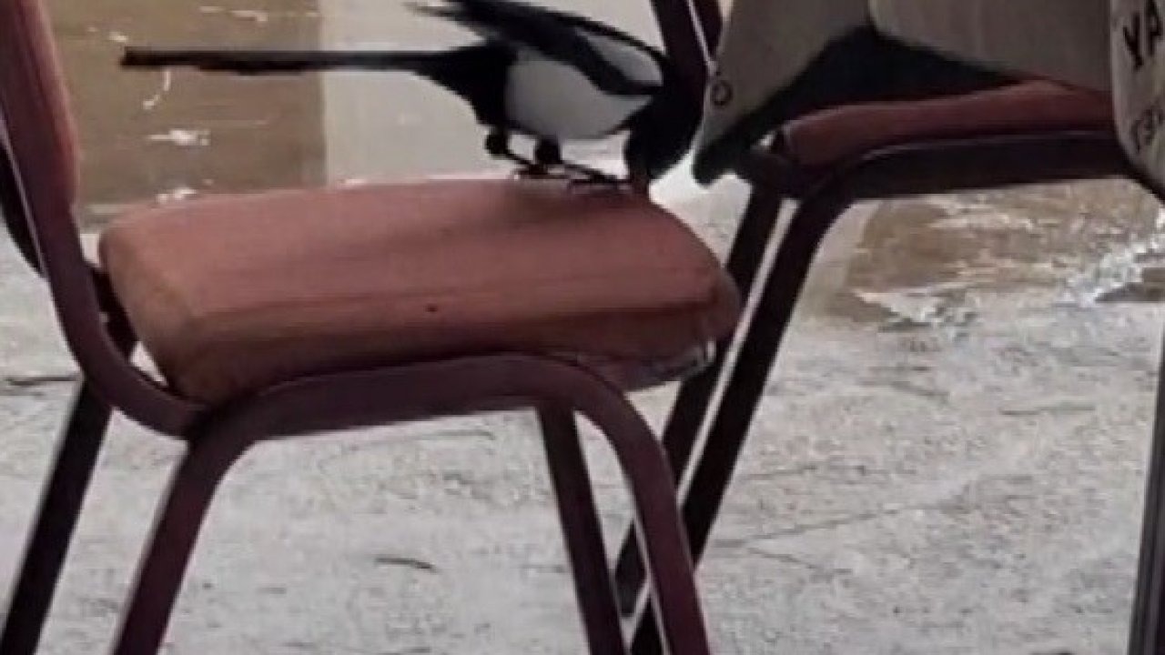 Kahvede oyun değil, saksağanın zekâsı izleniyor