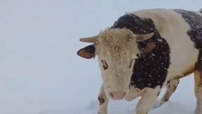 Karın tadını çıkaran öküz gülümsetti