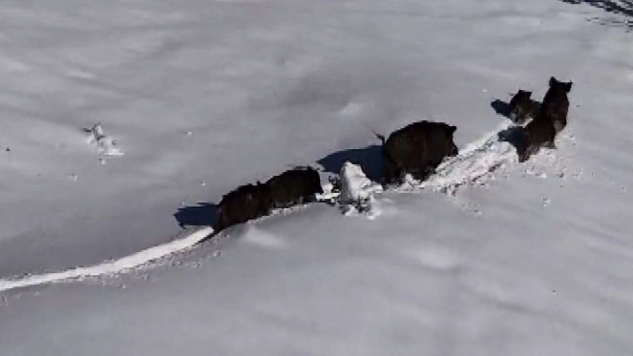 Karlı arazide ilerleyen domuz sürüsü havadan görüntülendi