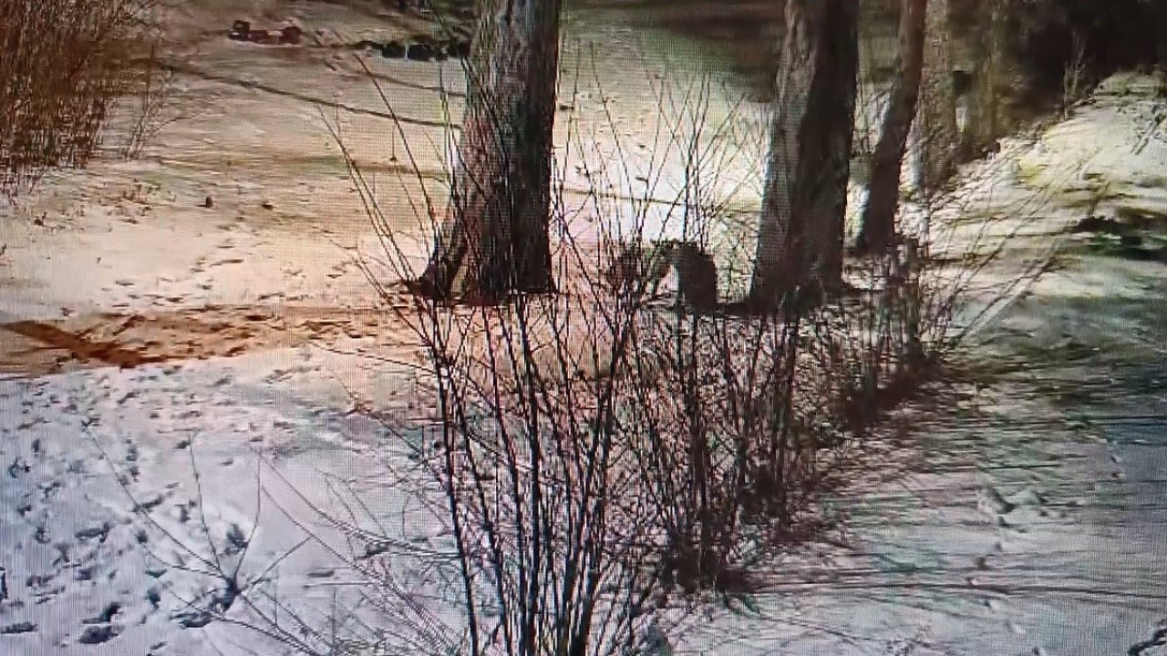 Kars’ta site bahçesinde oyuncu tilkiler görüntülendi