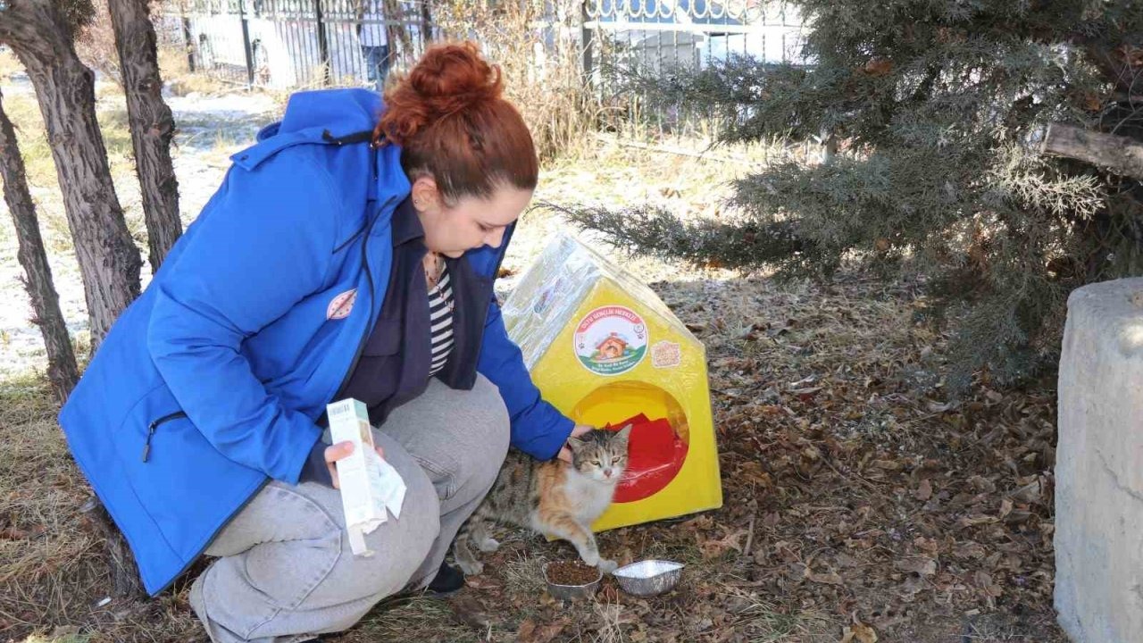 Sokak kedileri unutulmadı