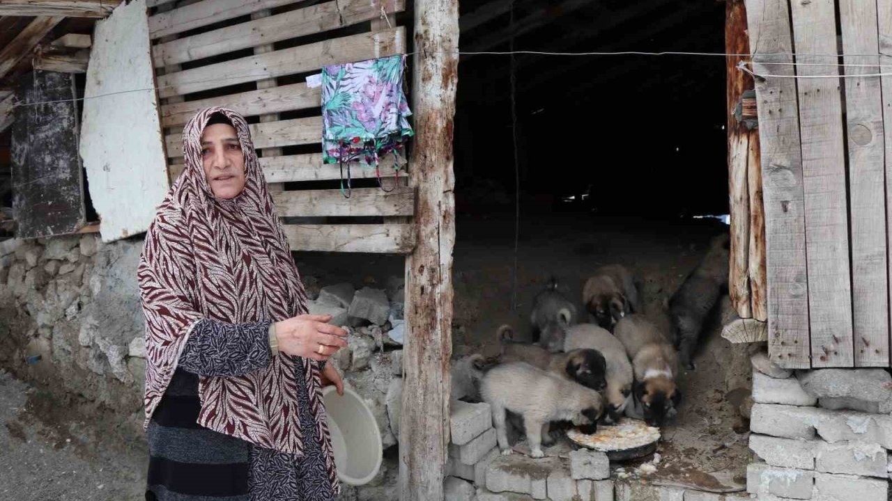 Sokak köpeği 10 yavru doğurdu, sahip çıkan kadın çaresiz kaldı