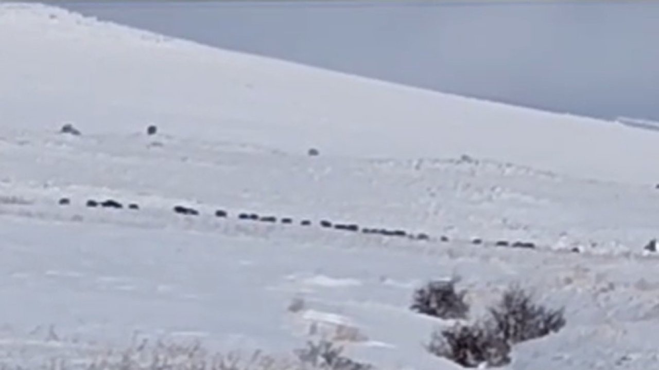 Tatvan kırsalında domuz sürüsü görüntülendi