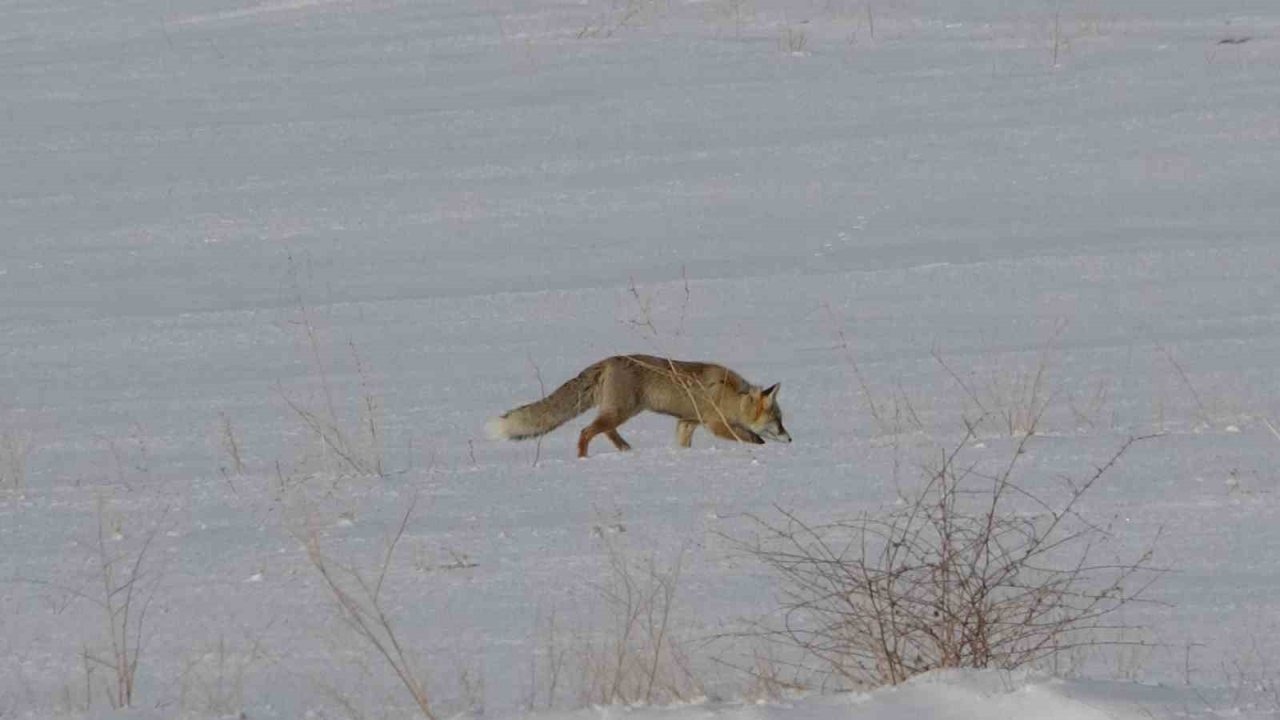 Van’da tilkilerin kar altındaki fare avı görüntülendi