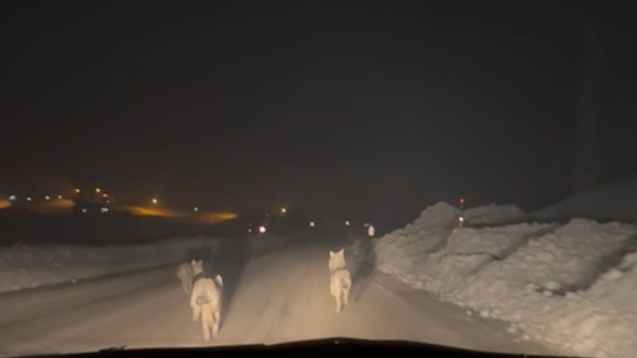 Yüksekova’da aç kalan kurt sürüsü köy yoluna indi