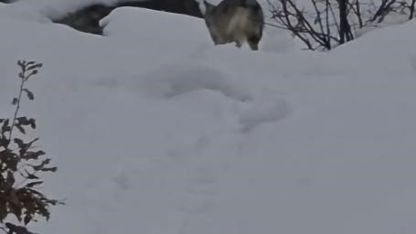 Pülümür Vadisi’nde yiyecek arayan kurt kamerada